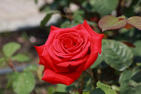 Rose Hybrid Tea 'Kardinal'