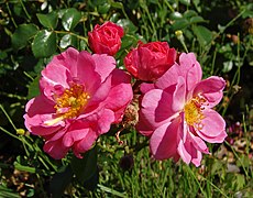 'Magic Meidiland', Meilland 1992 R. sempervirens × ('Milrose' × 'Bonica 82')