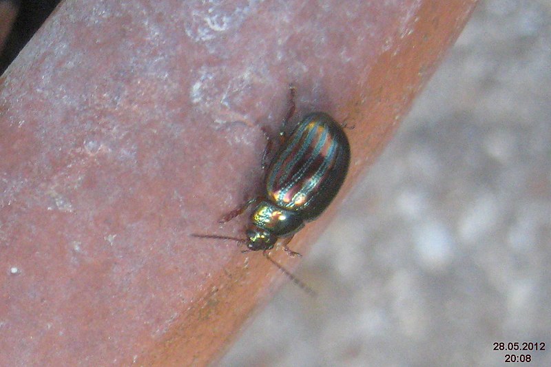 File:Rosemary leaf beetle (FG) (7307003736).jpg