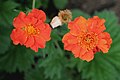 Rote Nelkenwurz (Geum coccineum)