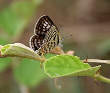 Lekerekített Pierrot (Tarucus nara) - nőstény a Zizyphus fajoknál Hyderabadban, AP W IMG 7964.jpg