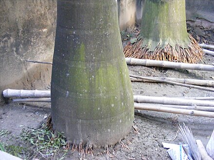 Roystonea regia palm (Arecales) stems showing anomalous secondary growth in monocots, with characteristic fibrous roots