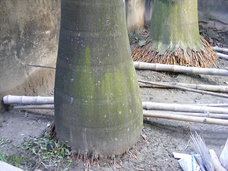 File:Royal Palm Trunk.jpg