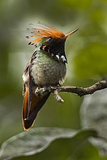 Thumbnail for Rufous-crested coquette