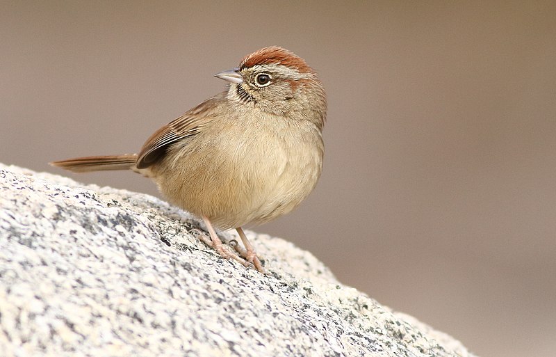 File:Rufous-crownedSparrow-1JAN2018.jpg