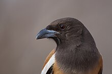 Portrait photo of a wandering magpie