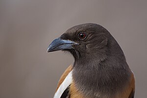 Portraitfoto einer Wanderbaumelster im Profil