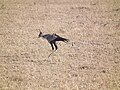 Serengeti National Park, Tanzania