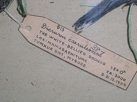Label for a specimen collected by Salim Ali during his Mysore State survey