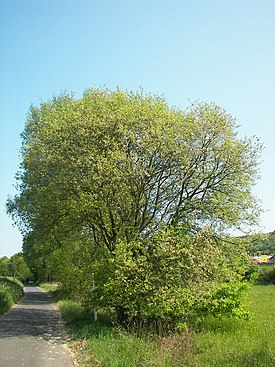 Gesamtansicht der Anlage