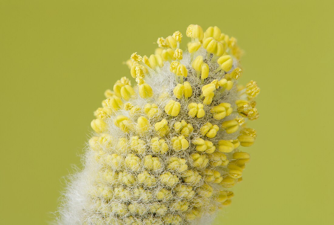 File:Salix caprea 06.jpg