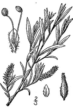 Description de l'image Salix exigua(02).jpg.