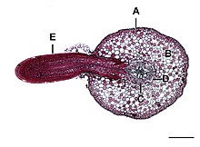 Salix root L.jpg