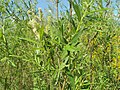 de: Korbweide (Salix viminalis), weibliche Kätzchen, Ort: Lahntal-Goßfelden, Hessen, Deutschland en: Common Osier (Salix viminalis), female catkins, Location: Lahntal-Goßfelden, Hesse, Germany