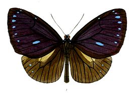 Euploea eunice