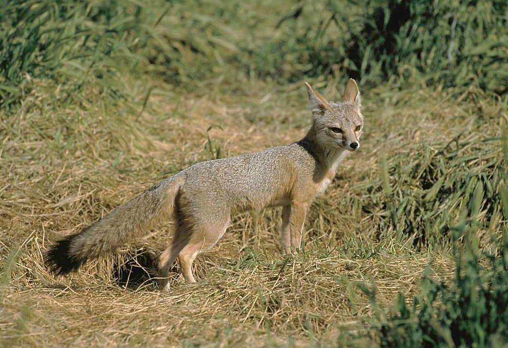 A Kit fox gets as old as 20 years