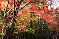 2019年4月17日 (水) 08:48時点における版のサムネイル