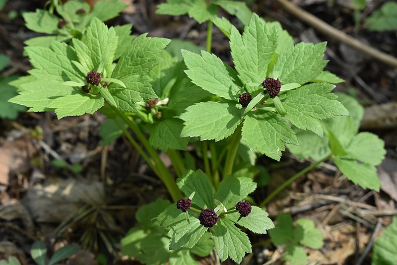 File:Sanicula rubriflora 72034102.jpg