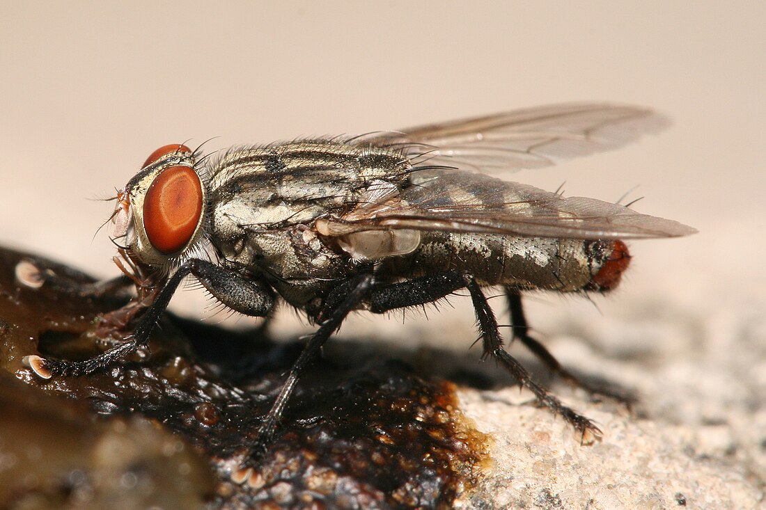 Calyptratae