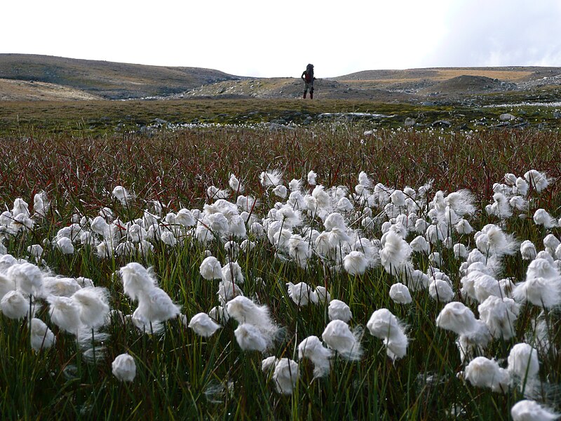 File:Sarek cotton grass.jpg