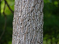 Sassafras albidum Trunk Bark 3264px.jpg