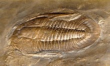 Fossil of the Cambrian-Ordovician trilobite Saukiella Saukiidae - Saukiella pepinensis.JPG