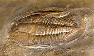 Saukiidae Extinct family of trilobites