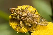 Scathophaga stercoraria was named Musca stercoraria in 1758. Scatophaga.stercoraria.6984.jpg