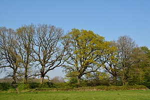 Schleswig-Holstein, Neumünster, an der Margarethenschanze NIK 5021.JPG