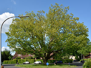 Schleswig-Holstein, Quickborn, Naturdenkmal 04-06 NIK 3832.JPG