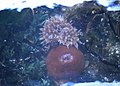 Sea anemone underwater wildlife.jpg