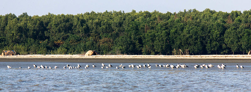 File:Seabirds in Barguna Coastal area, Bangladesh (3).jpg