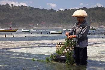 Seaweed farming in Indonesia