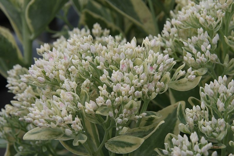 File:Sedum erythrostictum Frosty Morn 3zz.jpg