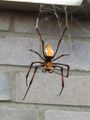 Nephila sp. Germany?