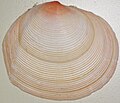 Semele rosea (rose semele clam) 3.jpg