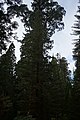 Sequoya National forest Giant Forest en2016 (20).JPG