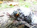 a burying beetle