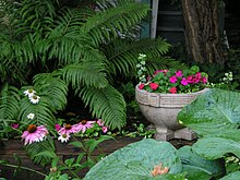 Ferns and small flowers are common shade garden plants Shade garden, Chautauqua.jpg