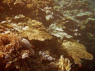 Woodhouse Reef