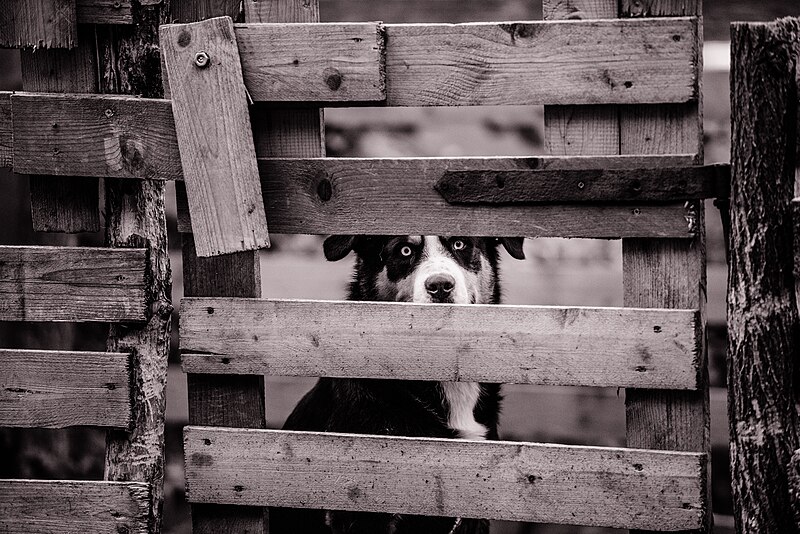 File:Sheep dog and fence Lipoglav (Unsplash).jpg