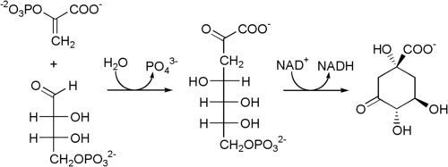 Stap 1 en 2: Van fosfoenolpyruvaat en erythrose-4-fosfaat via 3-deoxyarabinoheptulosanaat-7-fosfaat tot 3-dehydroquinaat.