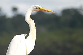 Adult at Piraqueaçu River in Santa Cruz in Brazil
