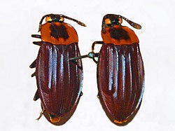 Silphidae - Oxelytrum cayennense.JPG