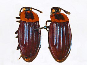 Beskrivelse af Silphidae - Oxelytrum cayennense.JPG-billede.