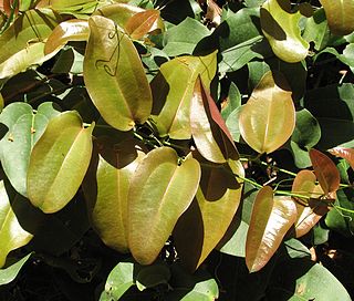 <i>Smilax australis</i> Species of vine