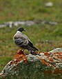 Snow Pigeon (Columba leuconota) (23007355926).jpg