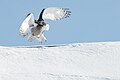 Snowy owl landing.jpg
