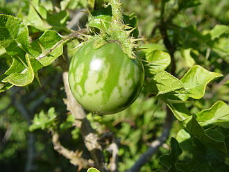 Unripe fruit and thorns Solanum sodomeum.JPG