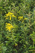 Thumbnail for Solidago juncea